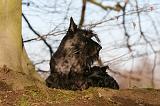 SCOTTISH TERRIER 088